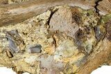 Fossil Hadrosaur Teeth and Bone Sections in Sandstone - Wyoming #370648-2